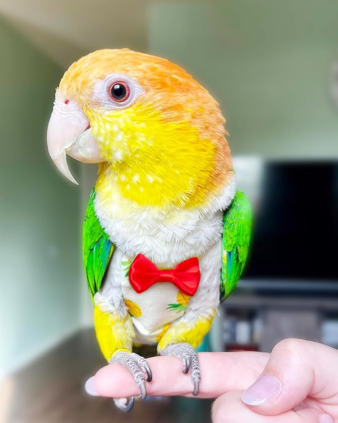 UKJENT Bird Diaper with 78 Inch Flying Leash - 2 Pack, Reusable Flight Suit with Waterproof Inner Layer, Washable Cute Urine Wet Suit for Cockatiel Monk Parakeet Sun Parakeet Lory(M)