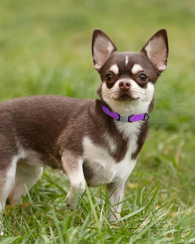 TagME Reflective Nylon Dog Collars, Adjustable Classic Pet Collar with Quick Release Buckle for Extra Small Dogs, Purple, 5/8" Width