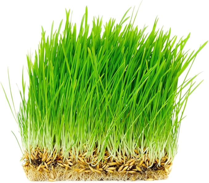 Thunder Acres Non GMO, Certified Organic, Oat Seed (1 lb.)