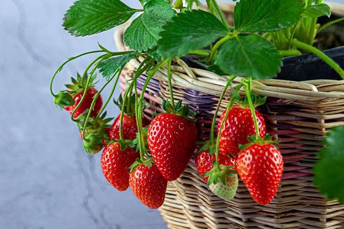 Gardenera Strawberry Premium Potting Soil Mix - Ideal Blend for Growing Robust and Flavorful Strawberries - 5 Quart