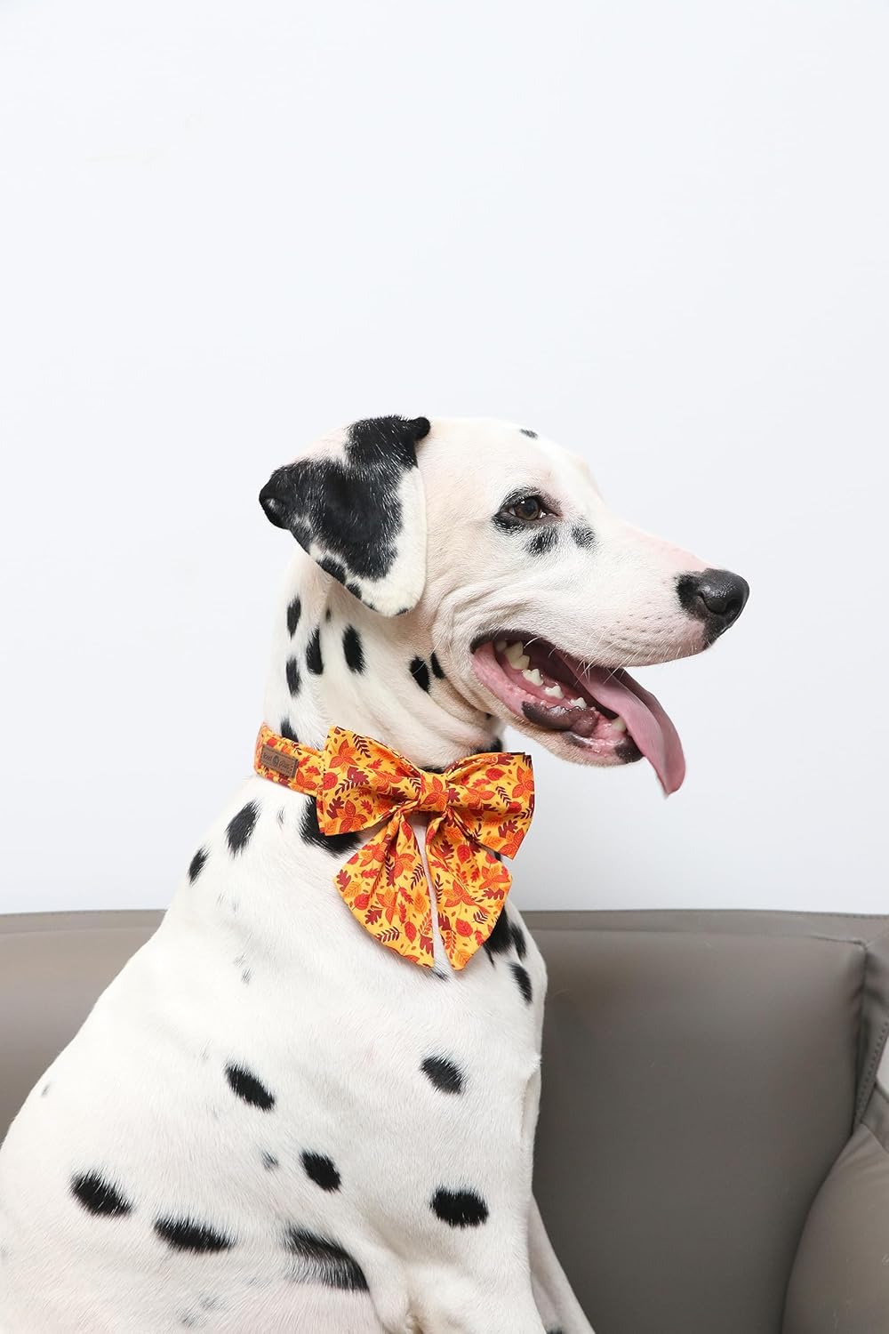Lionet Paws Dog Collar with Bowtie - Cute Cotton Adjustable Fall Bowtie Dog Collar with Metal Buckle for Small Medium Large Dog Girl Boy Gift, M, Neck 13.5-22in