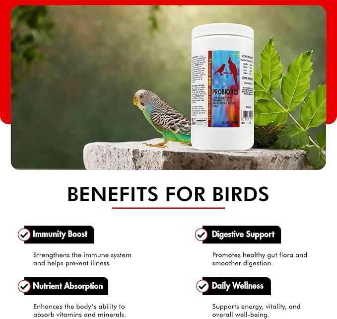 Morning Bird Probiotics for Birds 16 oz – Digestive Health Supplement Supporting Gut Balance, Nutrient Absorption & Immune Support – Easy Mix Powder Supplement for All Bird Species