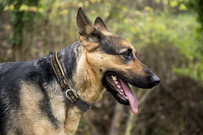 Pets First NFL New Orleans Saints Licensed PET COLLAR, Extra Large - Heavy-Duty, Strong, and Durable Dog Collar. Available in 31 Football Teams and 4 Sizes