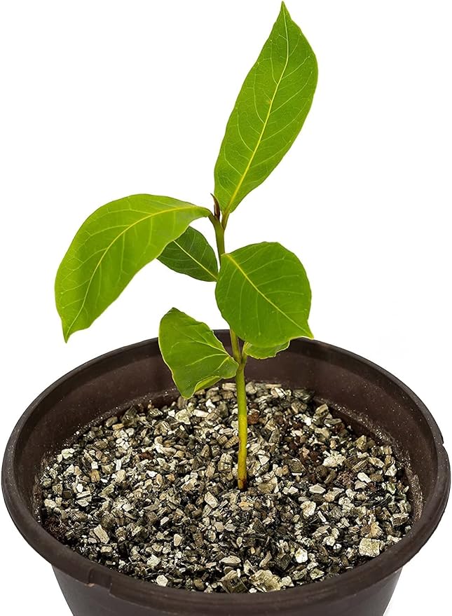 Horticultural Organic Vermiculite for Plants - Medium Grade - Natural Soil Additive for Gardening, Houseplants, Mushrooms, Potted Plants, Hydroponics, Terrariums (2 Quart)