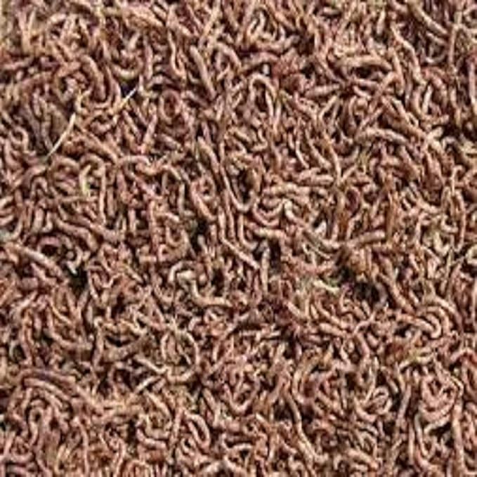 Aquatic Foods Inc. Bloodworms, Fresh Freeze Dried Grade A Floating Bloodworms for All Tropical Fish, Bettas, Discus, Cichlids, Turtles, Carnivore Carnivorous Plants Plants - 16oz Jar