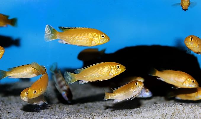Aquatic Foods Inc. Tropical Fish Flakes, A Complete and Balanced Flake Food for Tropical Fish, Cichlids, Discus, Angel Fish, Bettas, Guppies, Tetras, Goldfish, Marine Fish...AF Flakes…1/2-lb