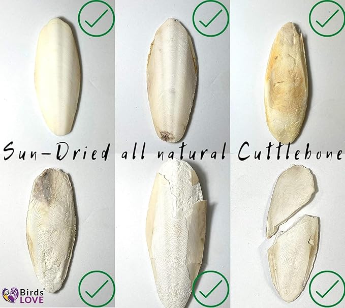 Birds LOVE Natural Cuttlebone – Premium Calcium & Trace Mineral Supplement for Tortoises, Snails, Parakeets, Cockatiels, and All Birds - 6 Pack of 7.5 to 8"
