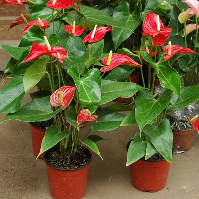 Gardenera Anthurium Potting Mix - Crafted for Superior Performance and Colorful Blooms - 10 QUARTS