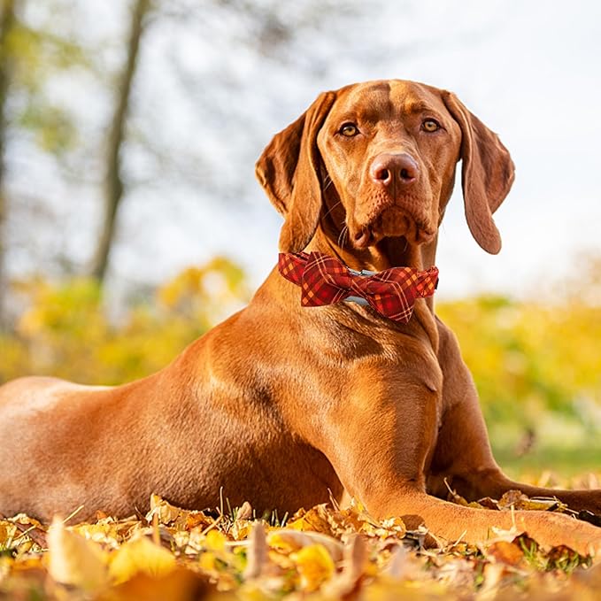 Fall Dog Collar, Pet Collar with Bow Plaid Dog Collar Girl Boy Holiday Puppy Collar Gift Bow Collar Soft Cute Collars for X-Small Puppy