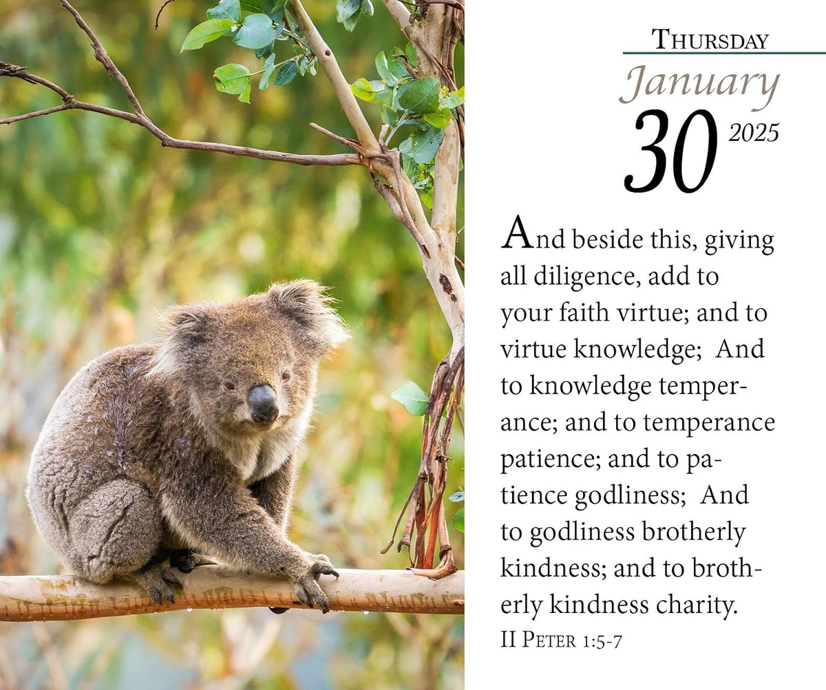 Verse for the Day Calendar 2025 - Daily Bible Calendar with KJV Scripture - 365 Pages