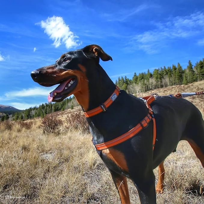 Coastal Pet K9 Explorer Reflective Adjustable Dog Collar - Comfortable Collar for The Outdoors - Durable, Lightweight Accessory with Side-Release Buckle - Berry, 5/8" x 8-12"