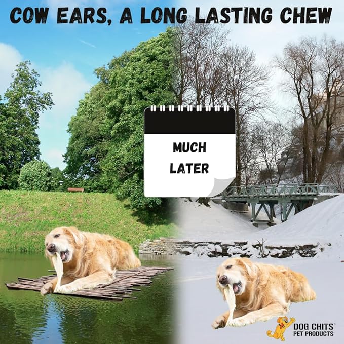 Dog Chits Cow Ears for Dogs – All Natural Cow Ear Dog Treats & Training Chews – High Protein, Low Fat – Thick Cut, Half Ears – Dental Clean Crunch – Ideal for Medium & Large Dogs – Large, 10 Pk