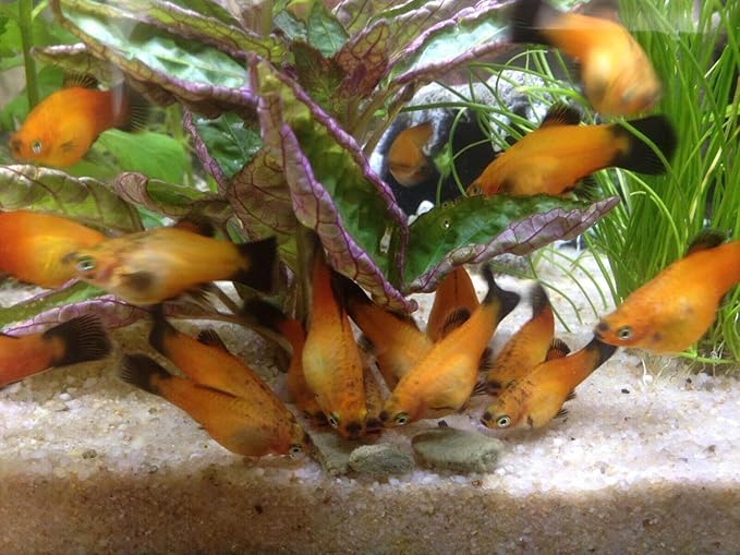 Aquatic Foods Inc. Ultra Multi-Shrimp 12-1/2" Small Sinking Wafers for Bottom Fish, Shrimp, Snails, Crabs, Crayfish, All Tropical Fish...2-lb Med Jar