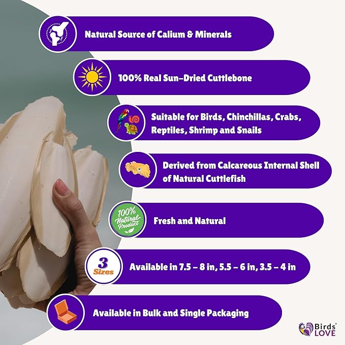 Birds LOVE Natural Cuttlebone – Premium Calcium for Cockatiel, Parrots, Tortoise, Snails, Crabs and Chinchillas - Pure Cuttlebone for Birds - Parakeet Food and Bird Treats - 4lb, Size 5.5 to 6"