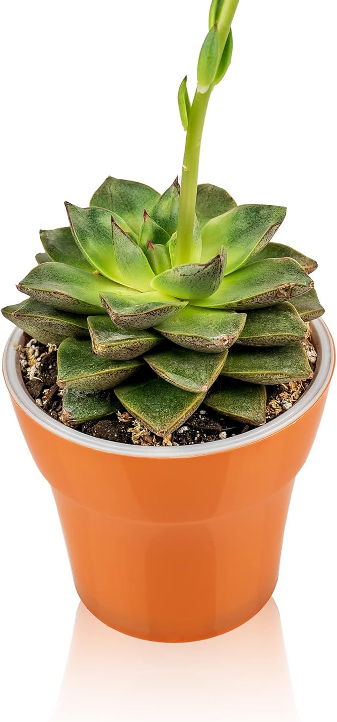 Gardenera Professional Succulent Soil Premium All Purpose Blend | Pre-Mixed Ready to Use for Cactus and Succulents | Sphagnum Peat Moss, Perlite, New Zealand Pine Bark - Made in USA - 4 Quart