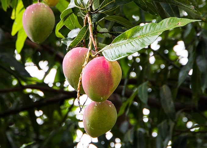 Gardenera Mango Tree Potting Mix - Unlock Robust Growth and Succulent Mangoes with Our High-Performance Formula - 20 Quart