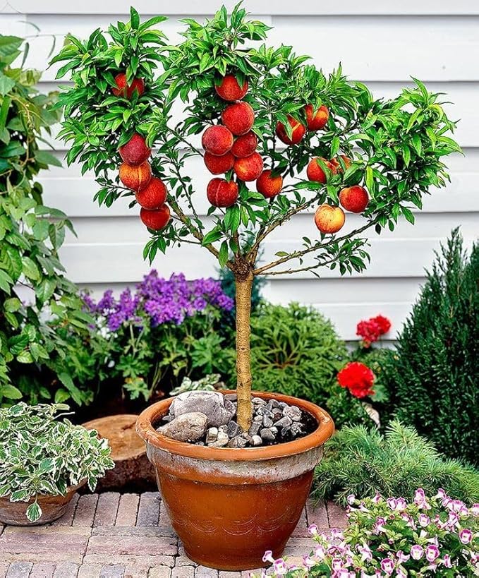 Gardenera Premium Peach Potting Soil Mix - Optimal Nutrient-Rich Blend for Thriving and Juicy Peaches - 5 Quart