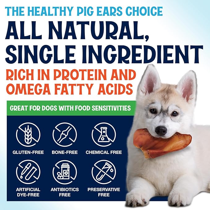 Whole Pig Ears for Dogs Large - 30 Pack Long Lasting Dog Chews – One Ingredient Delicious All Natural Flavor – Easy to Digest Dog Treats for Large Dogs - Great for Teeth and Gums