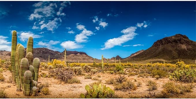 AWERT 36x18 inches Reptile Habitat Background Blue Sky Oasis Cactus Desert Terrarium Background Durable Polyester Background