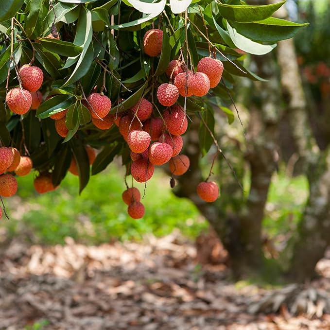 GARDENERA Premium Lychee Potting Soil Mix - Perfect Balance of Nutrients, Drainage, and Aeration for Thriving Lychee Trees - 2 Quart