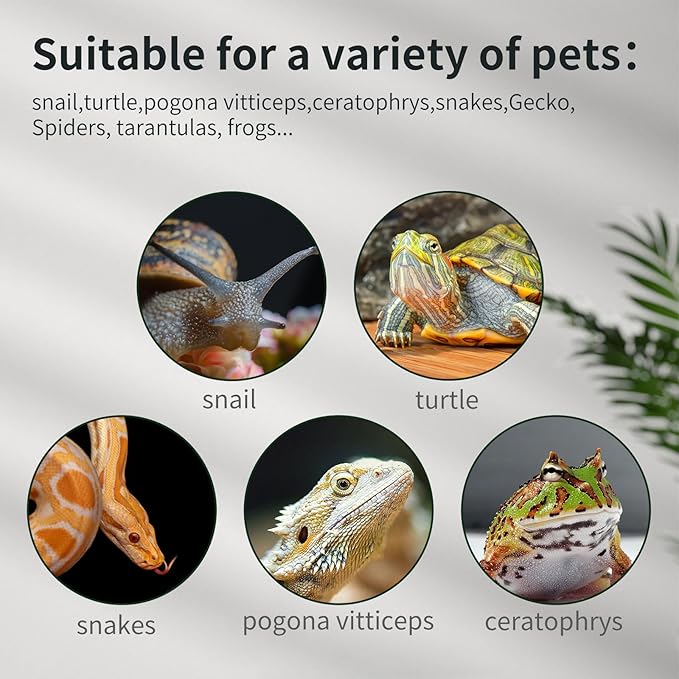 Reptile Glass Terrarium Tank 12 * 12 * 8" Full View with Top Ventilation, Amphibians Box Habitat Enclosure Cage for Frog,Spiders,Dubia Cockroach,Praying Mantis,Cricket,Tarantula,Hermit Crab