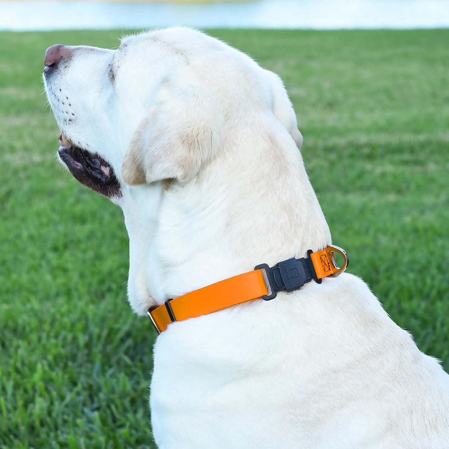 Dogline Biothane Waterproof Dog Collar with Herm Sprenger Stainless Steel Quick Release Buckle – Heavy Duty Tactical Durable Collar for Dogs – Comfortable and Safe Pet Collar W 3/4" L 12-19" Tangerine