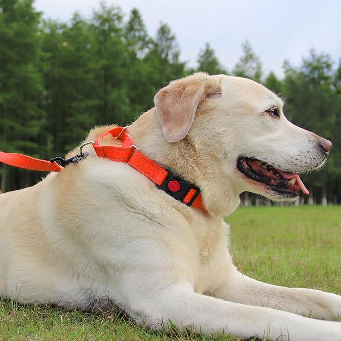 Joytale Martingale Collar for Dogs, Reflective Heavy Duty for Safety, Quick Release Buckle, Adjustable Nylon Collars for Puppy and XSmall Dogs Walking Training, Orange,XS