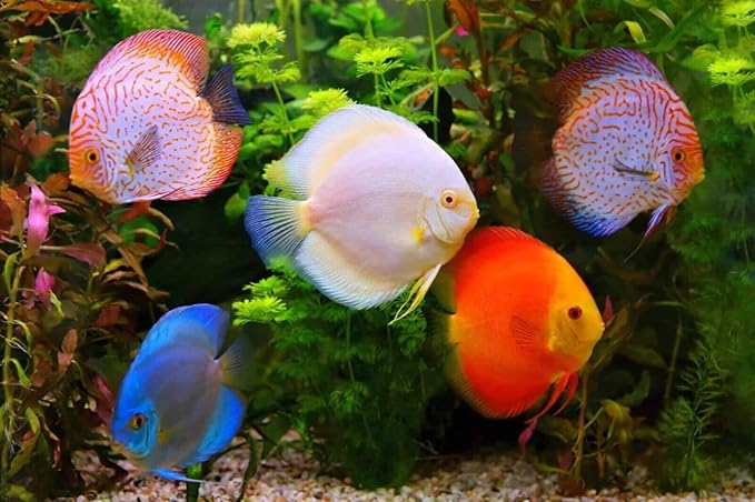Aquatic Foods Inc. Brine Shrimp Sinking Bites for Guppies, Cichlids, Discus, Corys, Tetras, Bettas All Tropical Fish…3.1oz Squeeze Bottle