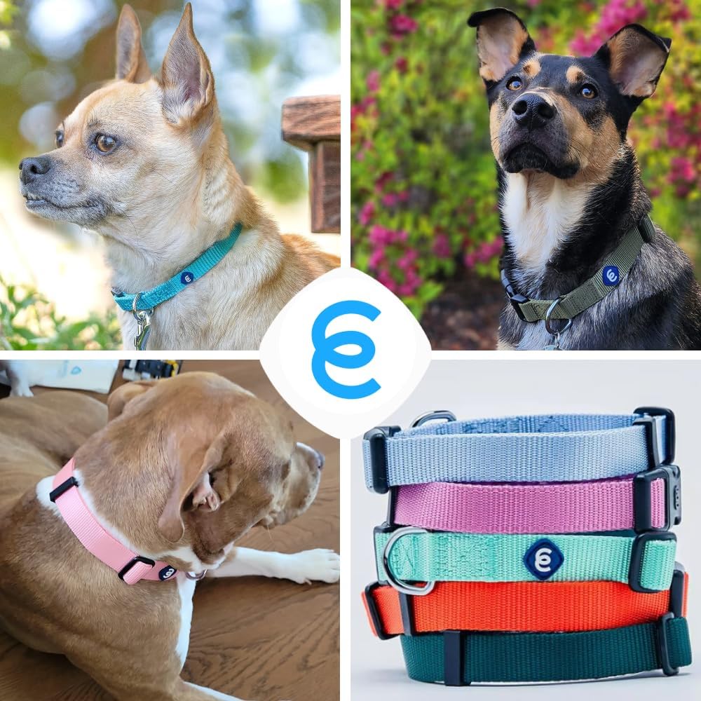 Blueberry Pet Essentials X-Small Dog Collar in Neon Green | Adjustable & Eco-Friendly Durable Nylon Strap | Classic Collar for X-Small Dogs, Boy & Girl Pets