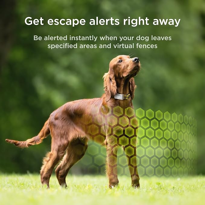 Petcube GPS Tracker for Dogs – Real-Time Location Tracking, Escape Alerts & Virtual Fences, Activity & Wellness Monitoring, Glow-in-The-Dark, Water & Dust Resistant
