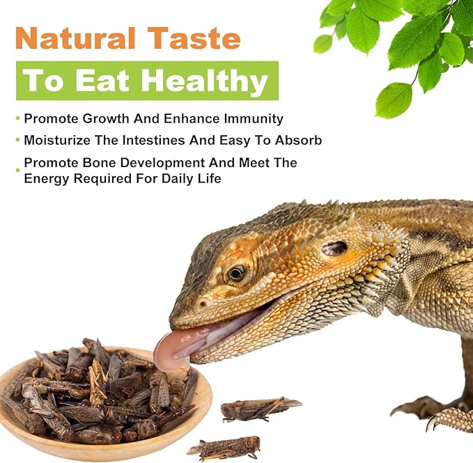 Dried Grasshoppers Reptile Food All Natural - High Protein Dried Insects Treats for Bearded Dragons Turtles Geckos Lizards Hedgehogs Chameleon Birds（3.5 OZ）