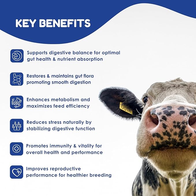 Ruminants Pre and Probiotic Paste (30 Pack, 80g Each)- with Vitamins and Minerals- 6 Strains and 8 Billion CFU- Immune and Gastro Health Support for All Ruminants: Bovines, Goats & More