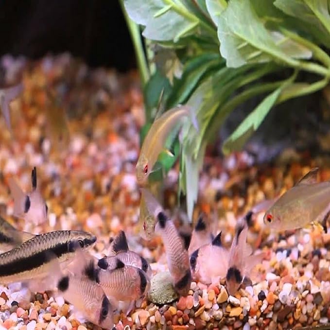 Aquatic Foods Inc. 12mm 1/2" Sinking Wafers of Algae & Spirulina Ideal for Plecos, Bottom Fish, Catfish, Shrimp, Snails, Crayfish, All Herbivorous & Omnivorous Tropical Fish...AFI Wafers..25-lbs