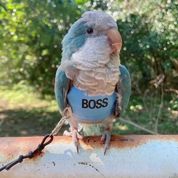 Bird Flight Harness Vest, Parrot Flight Suit with Leash, Bird Flying Clothes with Rope and Handle for Outdoor Activities (S)