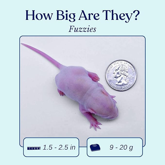 MiceDirect 50 Frozen Rat Fuzzies Feeders Snake Food for Adult Corn Snakes Ball Pythons (2-2.5 in)(Pack of 50)(450 Grams Min)