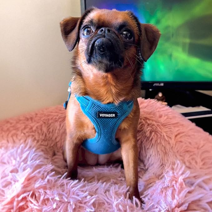 Best Pet Supplies Voyager Adjustable Step-in Flex Breathable Mesh Dog Harness for Small Medium Large Dogs Leash Set (Turquoise), S