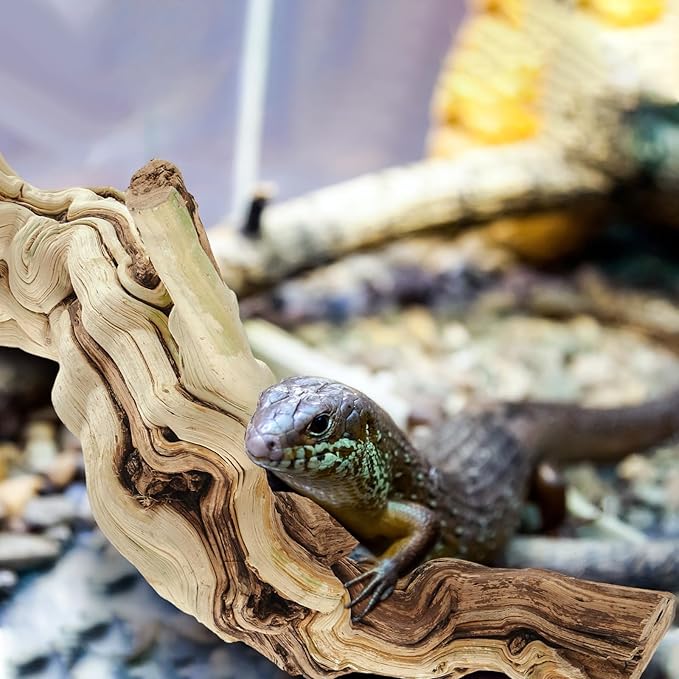 Janinka 14-17" Length Large Wood Reptile Branch for Bearded Dragon Driftwood Reptile Climbing Habitat Decoration for Terrarium Tree Trunk Ornament Gecko Frog Chameleon Spider
