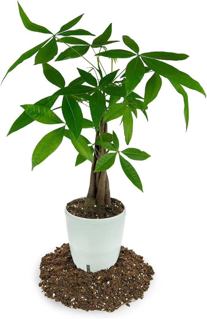 GARDENERA Money Tree Potting Soil Mix for Planting or Repotting Guiana Chestnut, Soil Blended to Properly Grow Money Tree Plants (2 Quart Bag)