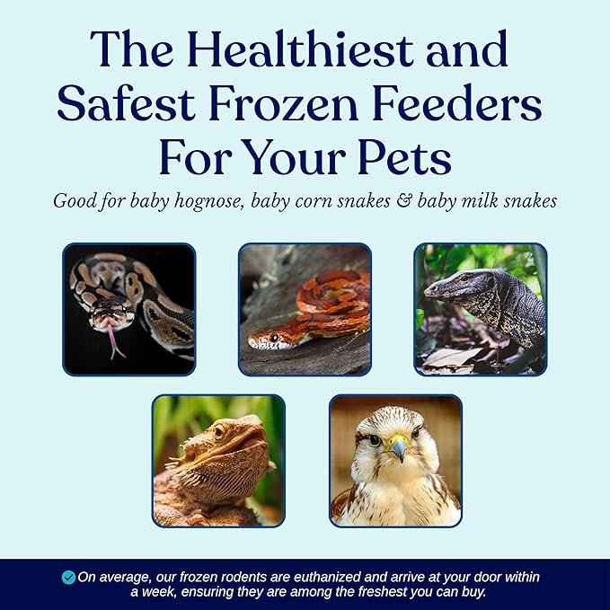 MiceDirect 100 Frozen Mice Small Pinkie Feeders Snake Food for Corn Snakes Ball Pythons Lizards Reptiles (.5-1 in) (Pack of 100) (100 Grams Min)