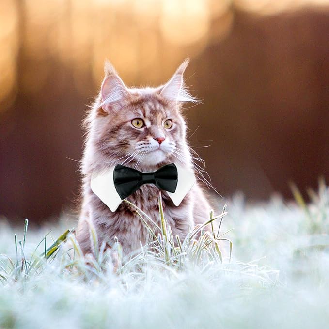 Segarty Bow Tie Cat Collar for Neck Girth 8.8-10.5 in, Tux Puppies Dog Bowtie with Handcrafted Adjustable White Collar Formal Pet Cats Necktie for Cats Small Dog Wedding Party