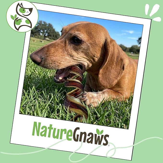 Nature Gnaws Pork Bully Stick Springs for Dogs 7-8" (12 Count) - Long Lasting for Small and Medium Dogs - Natural Bacon Dog Chew Treats - Rawhide Free