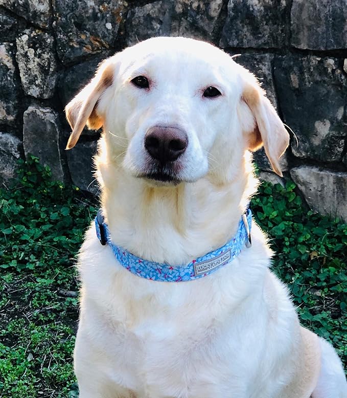 Lucky Love Dog Dog Collar, Leash Set Small, Premium, Cute and Adjustable Collars for Male and Female Dogs, Winterblue Combo, Extra Small