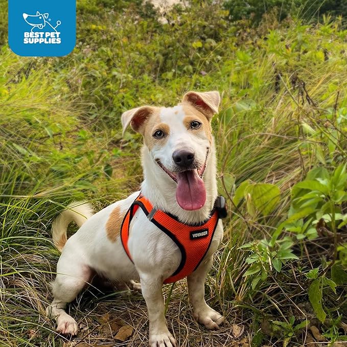 Best Pet Supplies Voyager Step-in Air Harness - All Weather Mesh, Reflective, No Pull Harness for Dogs, Cats - Secure with Hook & Loop Fastener, Buckle, Double D-Rings - Orange/Black Trim, M