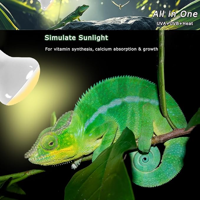 60W UVA Reptile Heat Lamp Bulbs, Basking Spot Light for Bearded Dragon, Lizard, Tortoise, Chicks & Amphibians – Simulated Sunlight, Daylight Bulb for Terrarium | 2 Pack, 2.5 Inch