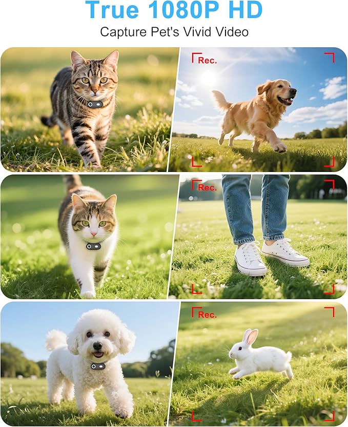 Cat Camera Collar with Phone APP, 1080P HD Video Recording, XS/M-Size Pet POV Cam for Dogs & Big Cats, Cordless Pet Collar Cameras with APP Viewing (XS-Collar)