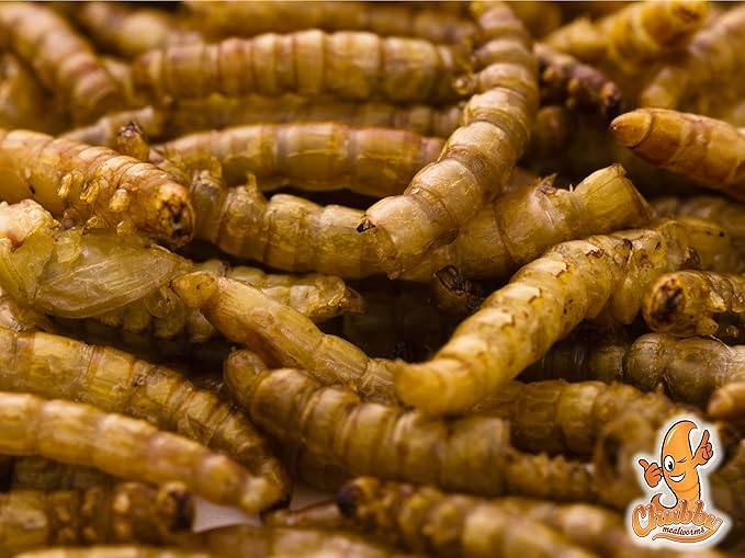 Chubby Mealworms 55Lb Bulk Dried Mealworms High Protein Treat for Chickens, Birds, Ducks and Much More