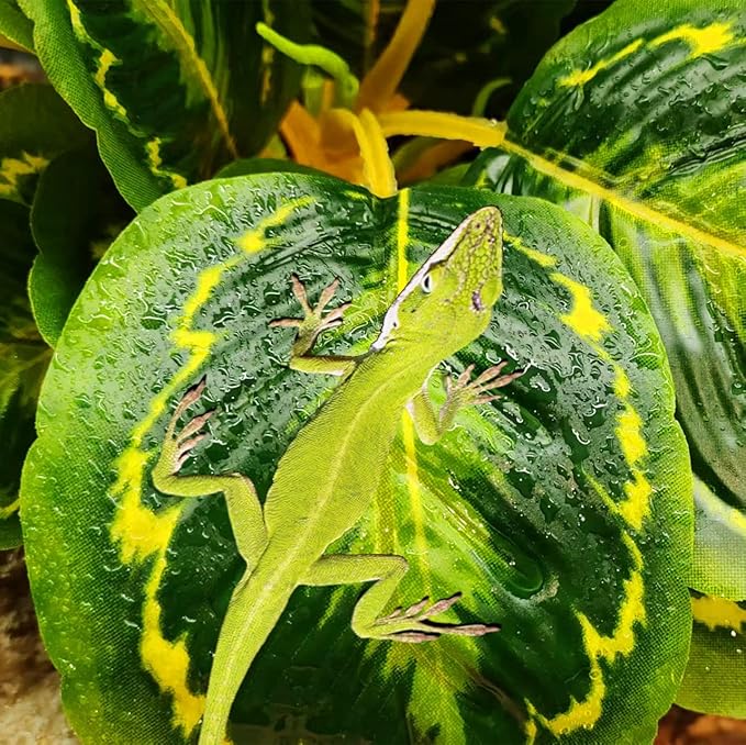 Reptile Decor Plants,Amphibian Habitat Decor,Artificial Plants for Bearded DragonTank Accessories Suitable for Leopard Gecko Lizard Chameleon Snake Tortoise (Calathea makoyana -A)