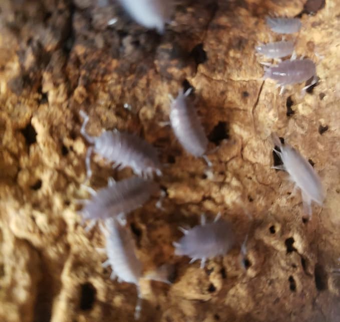 Live Combo Pack- 25 Live Powder Blue Isopods and 8 oz Springtail Culture, Bioactive Cleanup Crew, Reptiles and Amphibians