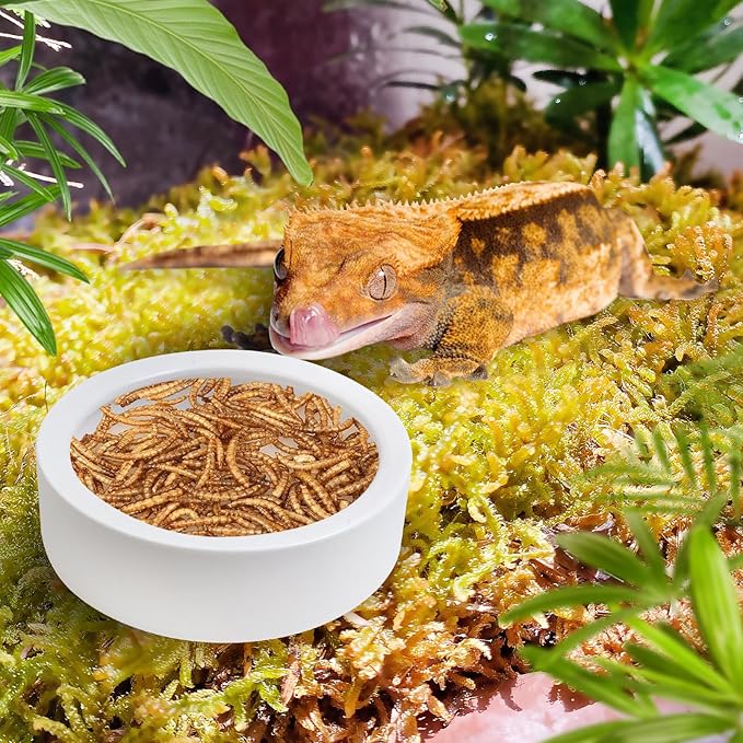 Tfwadmx 6 Pack Reptile Food Bowl, Mini Ceramic Water Feeder Bowl, Reptile Worm Feeding Dish for Lizard Turtle Bearded Dragon Anoles Crested Gecko Hermit Crab Leopard Gecko Chameleon Corn Snake