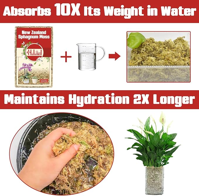 Halatool Premium New Zealand Sphagnum Moss, 100g(8L When Hydrated), for Orchid Repotting Succulent Sarracenia Potted Plants Gardening & Reptiles